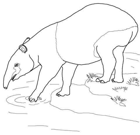 Malayan Tapir Coloring Page